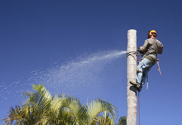 Pest Control for Lawns in Adel, GA