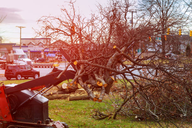 Best Leaf Removal  in Adel, GA