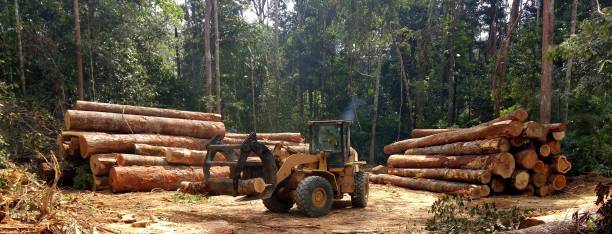 Reliable Adel, GA Tree Care Solutions