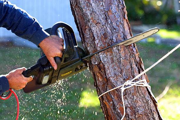 Best Tree Cabling and Bracing  in Adel, GA