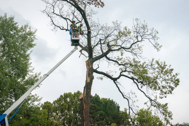 Best Tree Preservation Services  in Adel, GA