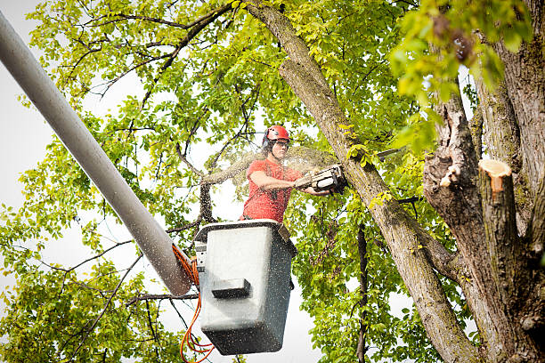 Best Tree Trimming and Pruning  in Adel, GA