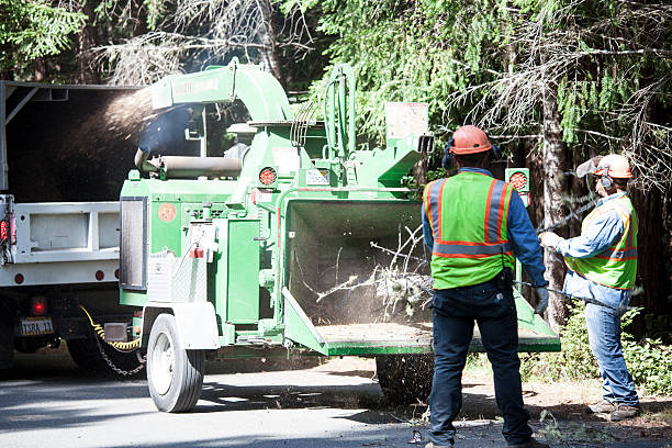 Best Tree Maintenance Programs  in Adel, GA