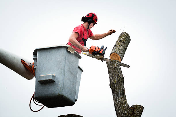 Best Tree Disease Treatment  in Adel, GA