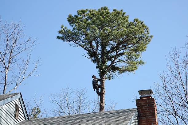 Best Tree Risk Assessment  in Adel, GA