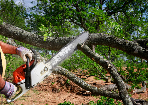 Best Hazardous Tree Removal  in Adel, GA