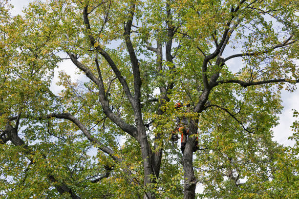 Best Tree and Shrub Care  in Adel, GA