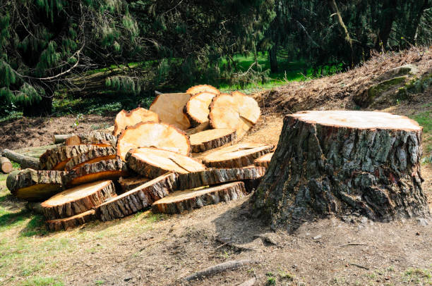 Best Utility Line Clearance  in Adel, GA